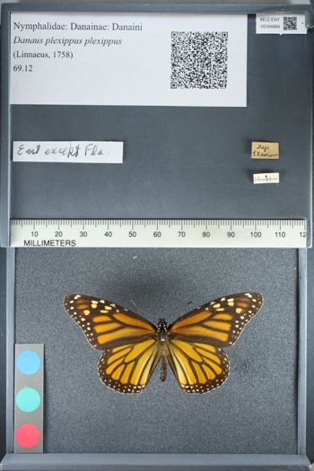 Media type: image;   Entomology 164984